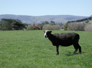 Black_sheep_on_paddock_with_Lake_Rotorua_in_the_background
